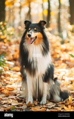  Lassie, İskoç Yaylasında Bir Köpek ve Şefkatin Evrensel Diliyle Bir Yolculuk!